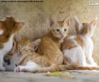 Grupo de gatitos