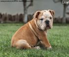Cachorro de Bulldog Inglés