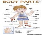 Partes del cuerpo en ingles