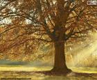 Árbol de hoja caduca en otoño