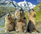 Tres marmotas alpinas