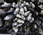 Percebes y mejillones