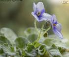Flores de Violeta africana