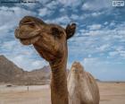 Camello en el desierto