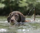 Labrador en el agua