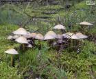 Un grupo de setas en el bosque sobre el musgo