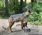 Loba y cría