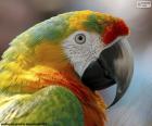 La colorida cabeza de un guacamayo. El guacamayo és una ave tropical de la familia de los loros