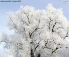Árbol recubierto de escarcha