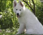 Un bonito cachorro de pastor blanco suizo, una raza canina de origen Suizo