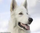 Cabeza de un Pastor blanco suizo un raza de perro originaria de Suiza