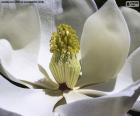 Las flores de las Magnolias son de gran tamaño y su color es el blanco, desprenden una deliciosa e intensa fragancia