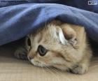 Un bonito gato escondido debajo de una manta de color azul