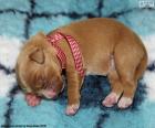 Un pequeño cachorro de Retriever de Nueva Escocia, raza originaria del suroeste de Nueva Escocia