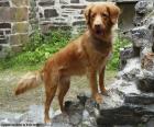 Retriever de Nueva Escocia