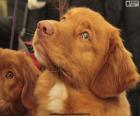 Cabeza de Retriever de Nueva Escocia