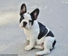 Cachorro de Bulldog Francés