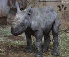 Una cría de rinoceronte negro, una especie en peligro de extinción por culpa de la caza furtiva