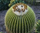Cactus redondo
