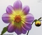 Flor de Dalia