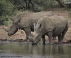 Dos grandes rinocerontes blancos bebiendo agua de una charca