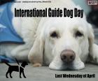 Día Internacional del Perro Guía