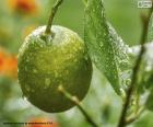 Un limón verde