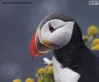 Cabeza de frailecillo atlántico