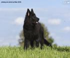 Cachorro de pastor belga groenendael una raza canina originaria de Bélgica