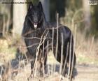 El pastor belga groenendael es un perro de pelo largo y negro