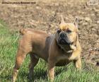 Bulldog francés