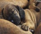 Cachorro de Sabueso de Hannover