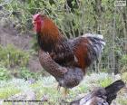 Wyandotte es una gallina de raza de gran tamaño. Es originaria de Estados Unidos