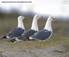 Tres gaviotas