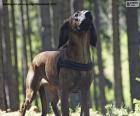 Sabueso de Hannover