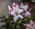 Una bonitas flores de azalea blancas y rojas. Las azaleas son un tipo de arbustos con más de 1000 especies