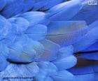 Plumas azules Guacamayo