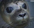 La cara de una foca