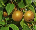 Nashi o Pera Asiática es una fruta originaria de Japón en donde su cultivo está muy extendido