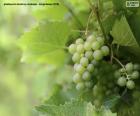 Uva blanca