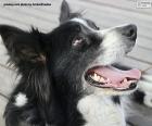 Cabeza de border collie