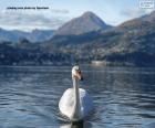 Cisne en el lago