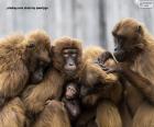 Una gran familia de simios todos muy juntos
