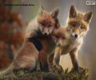 Tres lindos cachorros de zorro rojo