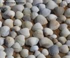 Conchas de mar