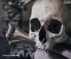 Cráneo de Halloween