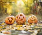 Tres calabazas sobre las hojas