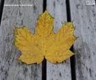 Hoja amarillenta en otoño