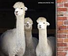 Tres Alpacas