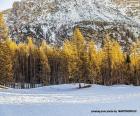 Una bonita imagen de un bosque en invierno